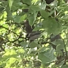 Poecile atricapillus