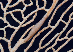 Pellasimnia annabelae