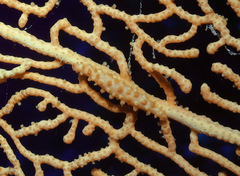 Pellasimnia annabelae