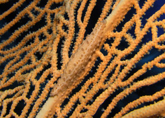 Pellasimnia annabelae