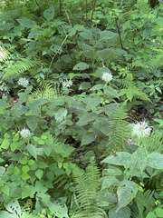 Monarda bradburiana