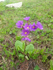 Primula amoena