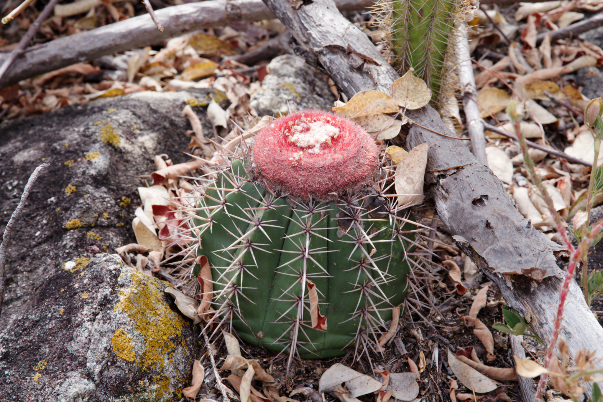 Melocactus bahiensis ssp. amethystinus