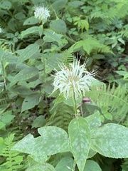 Monarda bradburiana