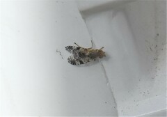 Tephritis vespertina