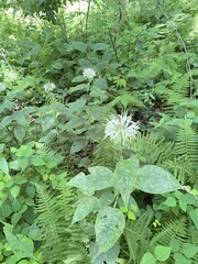 Monarda bradburiana