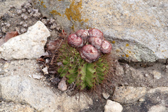 Melocactus ernestii