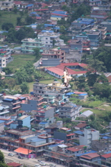 Neophron percnopterus