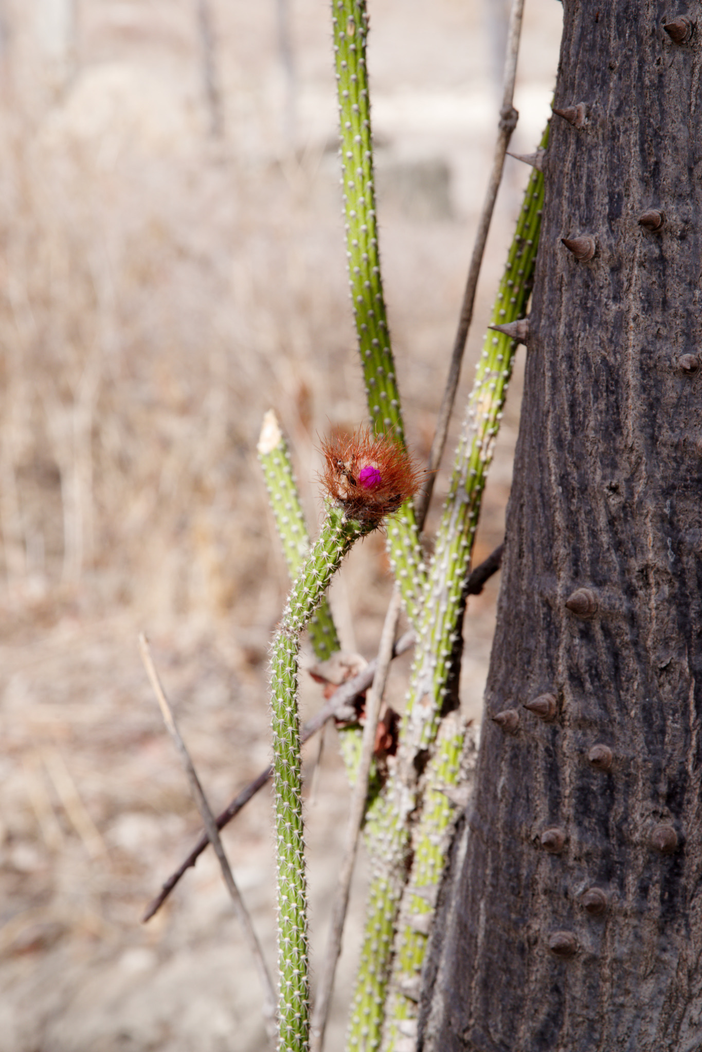 Arrojadoa penicillata