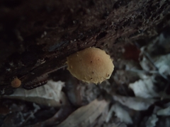 Pholiota subsulphurea