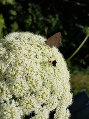 Satyrium calanus