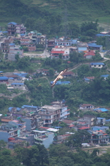 Neophron percnopterus