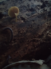 Pholiota subsulphurea