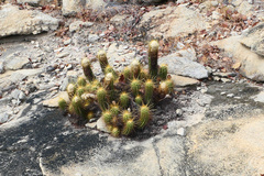 Coleocephalocereus aureus