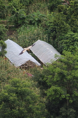 Neophron percnopterus