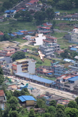 Neophron percnopterus