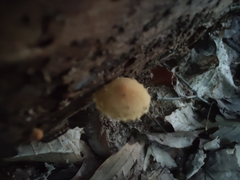 Pholiota subsulphurea