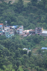 Neophron percnopterus