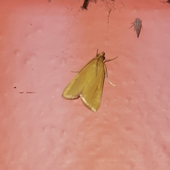 Loxoneptera dichroma