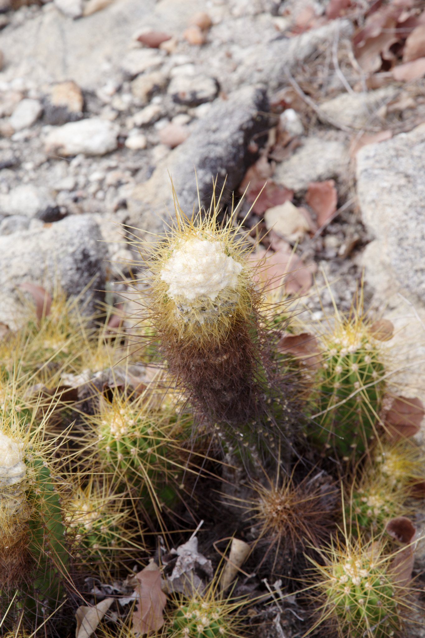Coleocephalocereus aureus