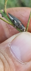 Chalcogenia sulcipennis