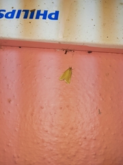 Loxoneptera dichroma