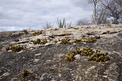 Coleocephalocereus aureus