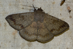 Maxera