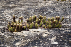 Coleocephalocereus aureus