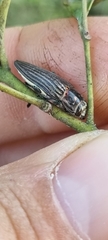 Chalcogenia sulcipennis