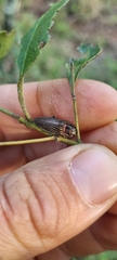 Chalcogenia sulcipennis