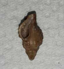 Muricopsis necocheana