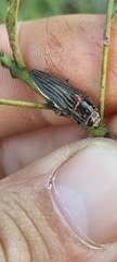 Chalcogenia sulcipennis