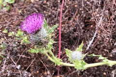 Cirsium andrewsii