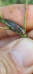 Chalcogenia sulcipennis