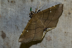 Gracilodes nysa