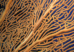 Pellasimnia annabelae