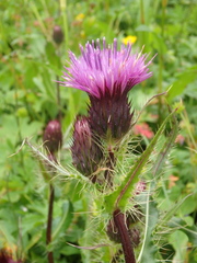 Cirsium simplex