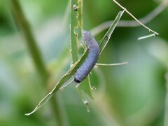 Phymatocera aterrima