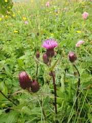 Cirsium simplex