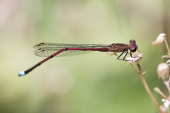 Oxyagrion