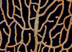 Pellasimnia annabelae