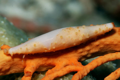 Pellasimnia annabelae