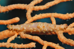 Pellasimnia annabelae