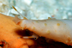 Pellasimnia annabelae