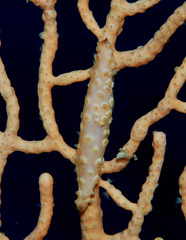 Pellasimnia annabelae