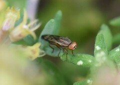 Opomyza petrei