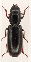 Temnoscheila yuccae