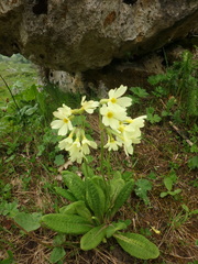 Primula ruprechtii