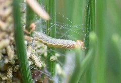 Acantholyda hieroglyphica